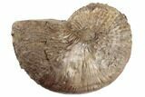 Cretaceous Fossil Ammonite (Jeletzkytes) - South Dakota #189311-1